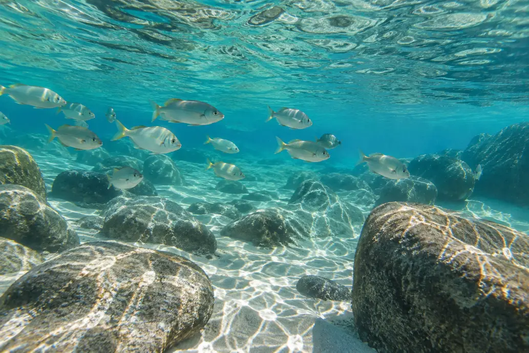 Cardumen de peces entre piedras, bajo el agua transparente